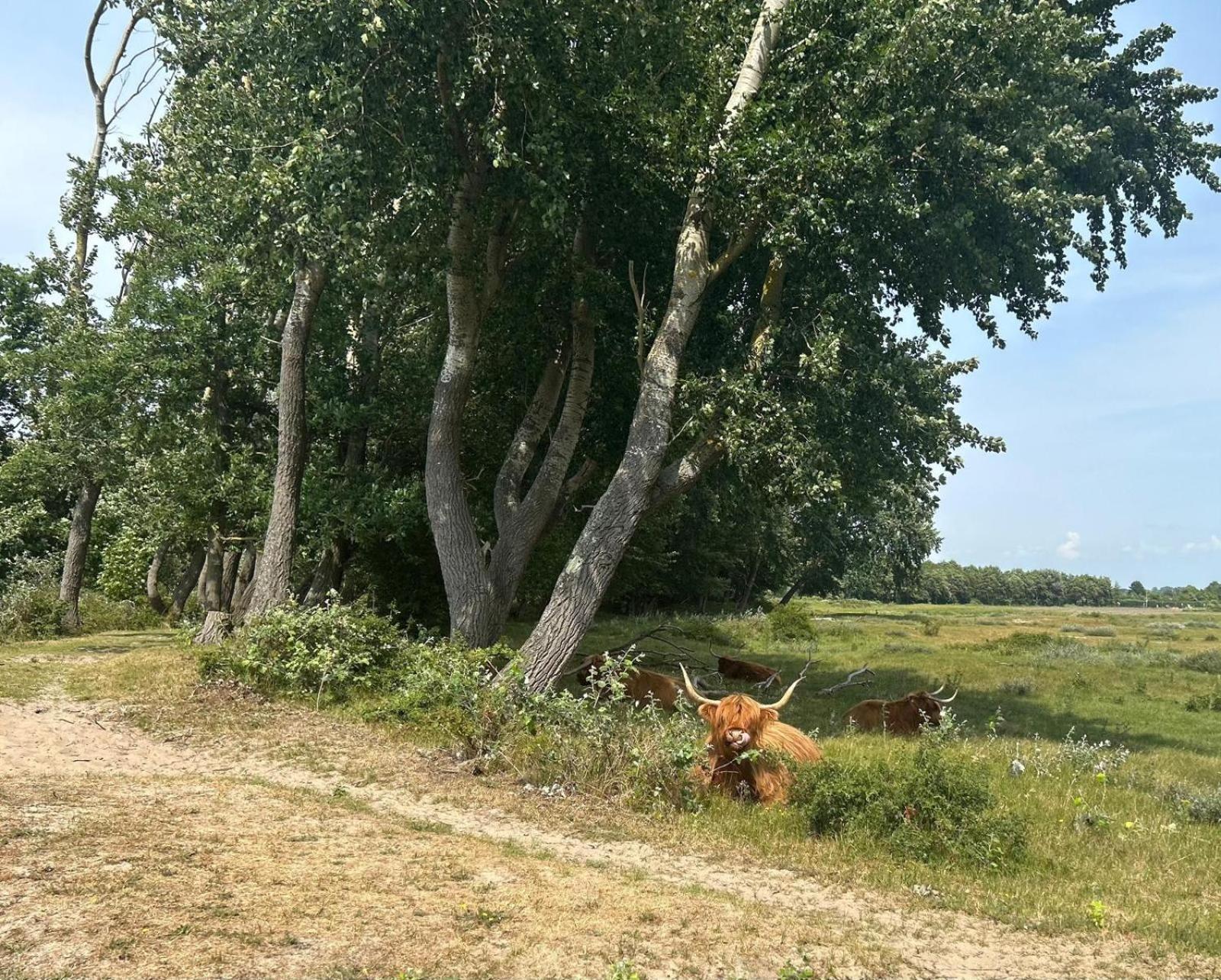 Zomerhuis Duinzicht Эгмонд-ан-ден-Хуф Экстерьер фото